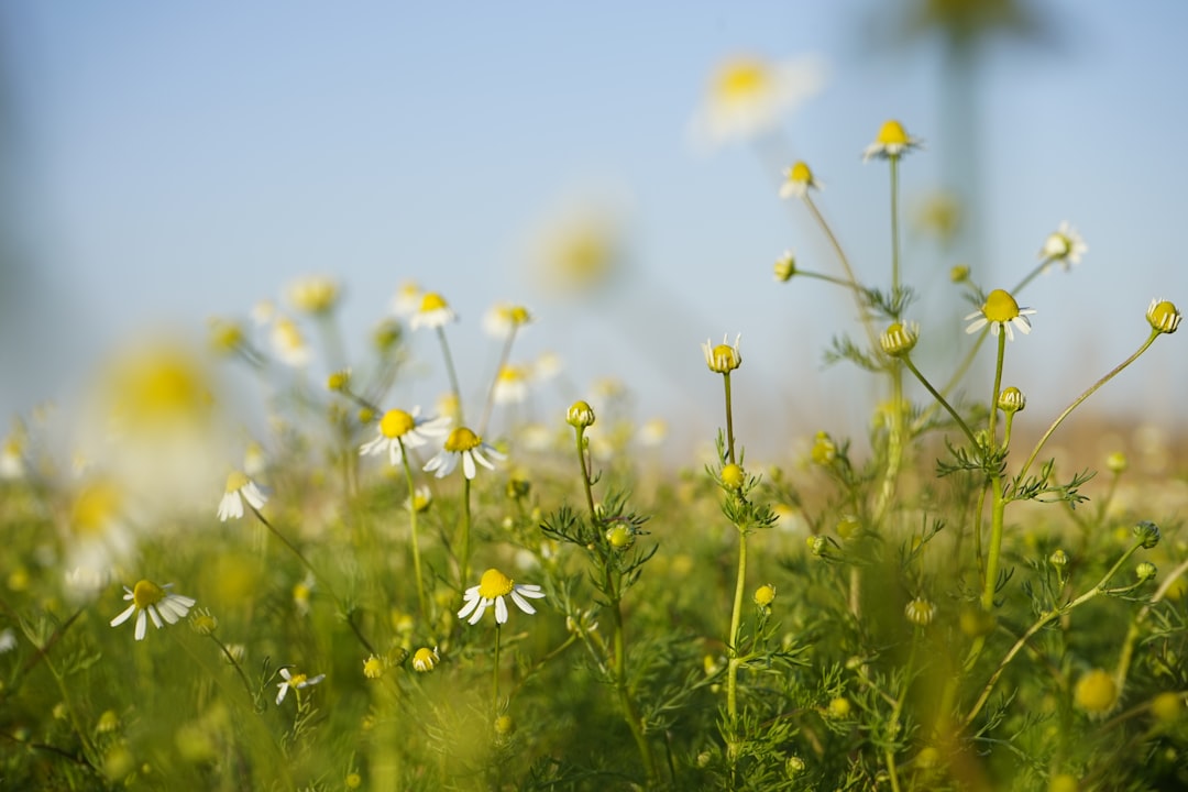 Photo Herbal skincare